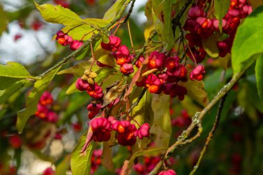 Euonymus europaeus european common spindle capsular ripening autumn fruits, red to purple or pink colors with orange seeds, autumnal colorful leaves. clipart