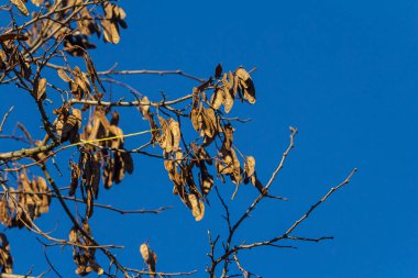 Kahverengi bir Robinia psödoacia tohum kapsülünü parlak bir doğaya karşı kapatır.