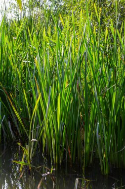 Nehrin kıyısında ve sularda, yem tanecikli gliseria maxima yetişir..