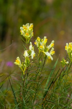 Flaxseed or wild snapdragon Linaria vulgaris is a medicinal herb. Wildflowers inflorescence.