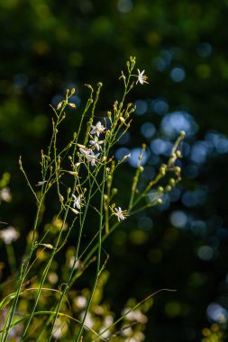 Fragile white and yellow flowers of Anthericum ramosum, star-shaped, growing in a meadow in the wild, blurred green background, warm colors, bright and sunny summer day. clipart