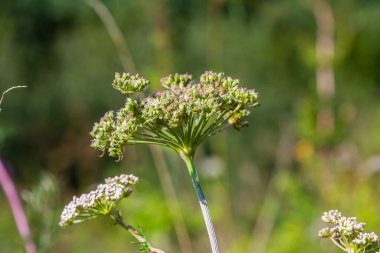 Selinyum wallichianum, kiriş çiçeğinin yakın çekimi, bokeh arkaplan.
