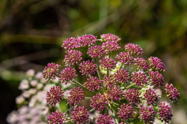 Daha büyük burnetin pembe çiçekleri ya da Pimpinella major.