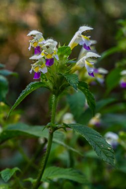 Yaz mevsimi yabani otların arasında, ısırgan otu filizleri Galeopsis Specosa.