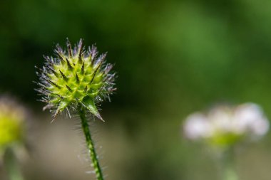Dipsacus pilosus, Small Teasel. Wild plant shot in summer.