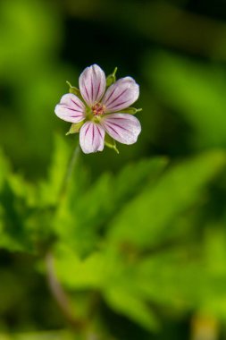 Sibirya sardunyası Geranium sibiricum yazın vahşi doğada yetişir..