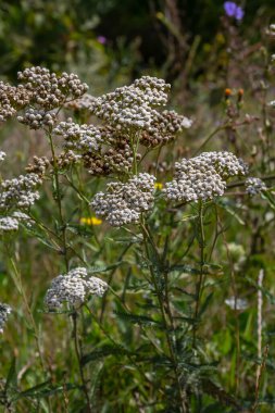 Uçan taşikardili Achillea Millefolium.