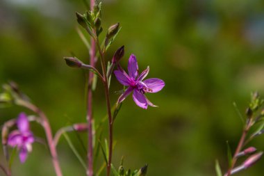 Willowhere epilobium angustifolium. Çiçekli Sally EpiIobium angustifolium .
