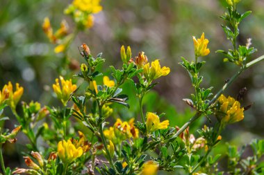 Medicago falcata, Medicago cinsinin bitki türü. Avrupa ve Asya 'nın çoğuna özgüdür..