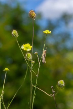 Çiçekteki kremalı iğnelik, Scabiosa ochroleuca..