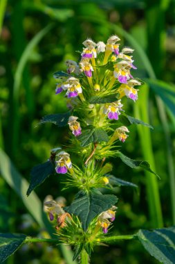 Summer among the wild herbs blossoms of nettle Galeopsis speciosa. clipart