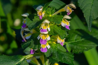 Summer among the wild herbs blossoms of nettle Galeopsis speciosa. clipart