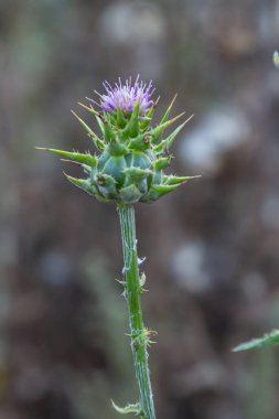 Çiçek sütü yakın plan. tıbbi bitki sütü..