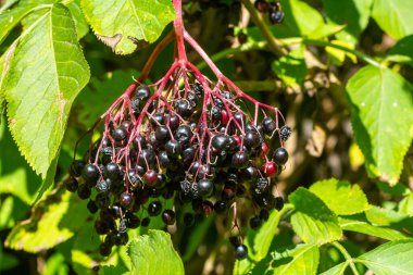 sambucus nigra, mürver, siyah olgun yaşlı meyveleri üzerinde dal closeup.