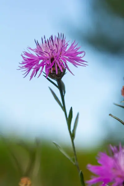 stock image Blooming meadow knapweed, Centaurea jacea, on the meadow.