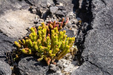 Müller tohumları orman yatağında. Sedum dönümü. Tarlada yetişen sarı çiçekler.