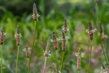 Yaban çiçeği Ribwort plantain 'ın yakın çekimi, Plantago Lanceolata.