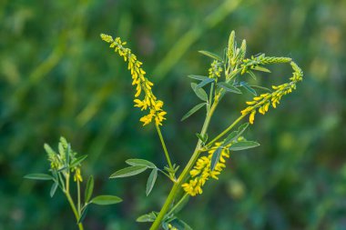 Vahşi bloom Melilotus officinalis - bal, uçucu yağ ve tıbbi bitki.