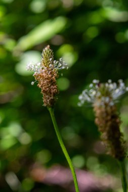 Yaban çiçeği Ribwort plantain 'ın yakın çekimi, Plantago Lanceolata.