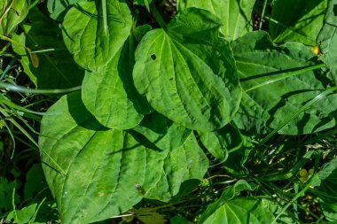 Büyük Plantain, Waybread Plantago ana ağacı ve Tayland bitkisinin ortak Plantain 'da tıbbi özellikleri vardır..