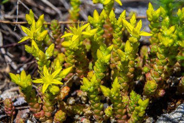 Müller tohumları orman yatağında. Sedum dönümü. Tarlada yetişen sarı çiçekler.