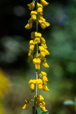 Lembotropis Nigrican 'lar doğada yetişir. Cyni Süpürgesi Çalı üzerinde sarı çiçeklerin narin bir dalı.