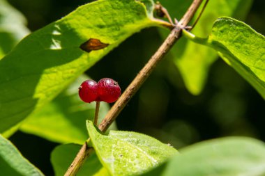 Festive Holiday Honeysuckle Branch with Red Berries Lonicera xylosteum.