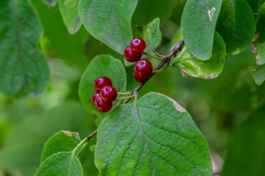 Festive Holiday Honeysuckle Branch with Red Berries Lonicera xylosteum.