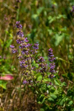 Mor leylak çayı. Kulübe bahçesinin doğal sınırında güzel bir süs bitkisi. Salvia verticillata - Mor Yağmur.