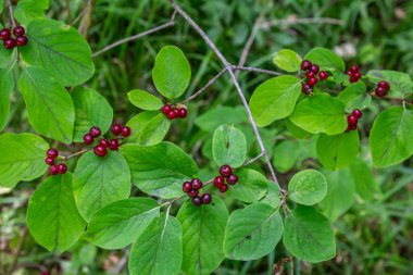 Festive Holiday Honeysuckle Branch with Red Berries Lonicera xylosteum.