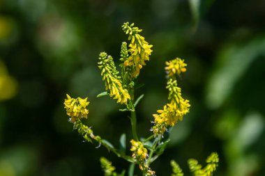 Vahşi bloom Melilotus officinalis - bal, uçucu yağ ve tıbbi bitki.