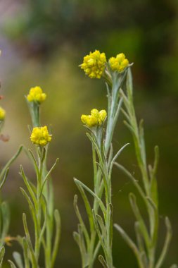 Çiçekli Helichrysum arenyumu, yakın plan, vignette ile. İlaç bitkileri.