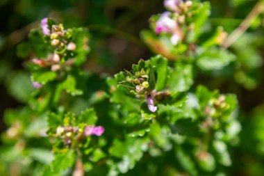 Yazın, Teucrium chamaedrys otların arasında yetişir..