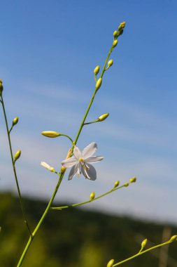 Anthericum ramosum 'un narin, beyaz ve sarı çiçekleri, yıldız şeklinde, vahşi, bulanık yeşil arka planda büyüyen, parlak ve güneşli yaz günü,.