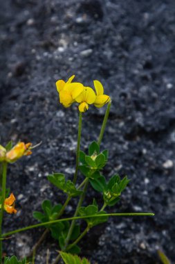 Kuşların ayak tırabzanı lotus corniculatus çiçeklerinin çiçek açması. Güzel sarı çiçekli arka plan.