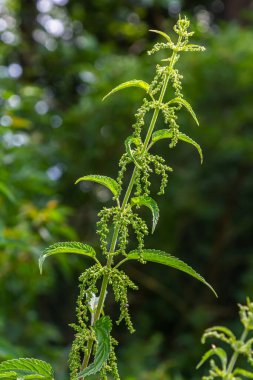 Urtica dioica ya da ısırgan otu, bahçede. Isırgan otu, kanama, idrar söktürücü, ateş düşürücü, yara iyileştirme, antiheumatik madde olarak kullanılan bir ilaç..