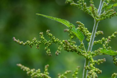 Urtica dioica ya da ısırgan otu, bahçede. Isırgan otu, kanama, idrar söktürücü, ateş düşürücü, yara iyileştirme, antiheumatik madde olarak kullanılan bir ilaç..