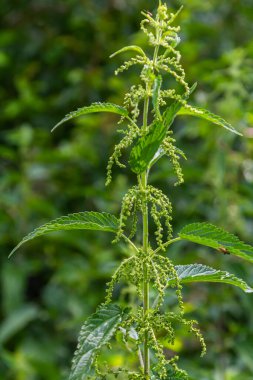 Urtica dioica ya da ısırgan otu, bahçede. Isırgan otu, kanama, idrar söktürücü, ateş düşürücü, yara iyileştirme, antiheumatik madde olarak kullanılan bir ilaç..