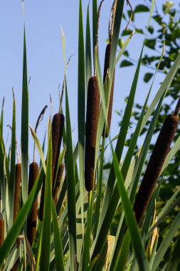 Geniş yapraklı yarasa Typha latifolia bataklık yaşam alanlarını tercih eder, sık sık gölet kıyısında yaşar..