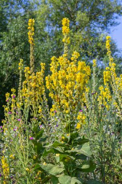 Common mullein - pale yellow flowers of verbascum nigrum plant, used as herb and medicine - growing in the medicinal garden. clipart