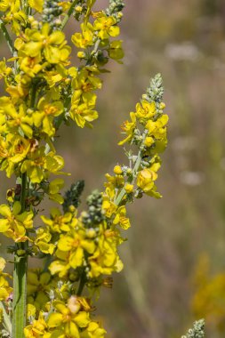 Sıhhiye ve şifalı bitki olarak kullanılan verbascum nigrum bitkisinin soluk sarı çiçekleri şifalı bahçede yetişir..