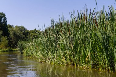 Geniş yapraklı yarasa Typha latifolia bataklık yaşam alanlarını tercih eder, sık sık gölet kıyısında yaşar..