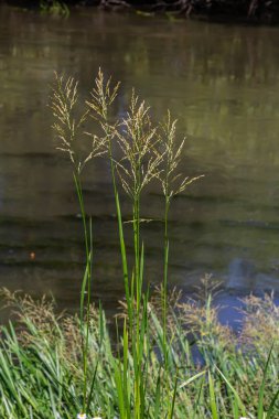 On the banks of the river and in the water, the forage grain Glyceria maxima grows. clipart