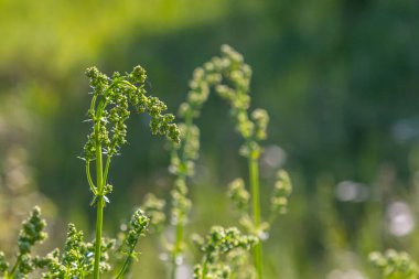 Haziranda güzel açan beyaz yatak örtüsü, Galyum albümü.