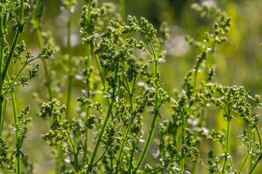 Haziranda güzel açan beyaz yatak örtüsü, Galyum albümü.