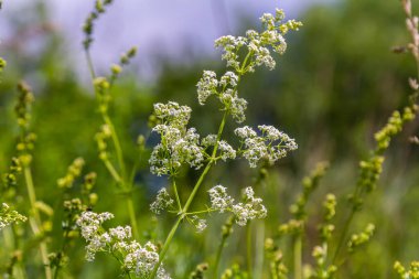 Haziranda güzel açan beyaz yatak örtüsü, Galyum albümü.