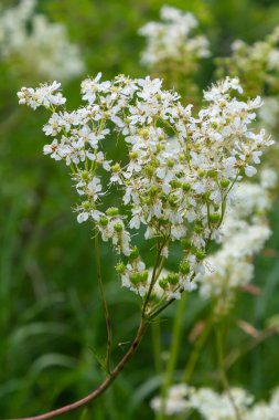 Filipendula vulgaris yazın başında bir çayırda çiçek açıyor. Genellikle eğreltiotu ya da eğrelti otu olarak bilinen bitki, Rosaceae familyasından bir bitki türü..
