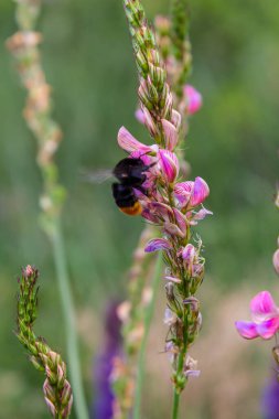 Onobrychis arenaria. Hungarian Sainfoin. Pink and green floral background. Delicate pink flowers in a sunny meadow. clipart