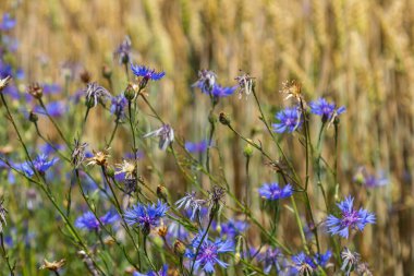 Centaurea siyanus tarlalarımızda yaygın bir çiçektir..