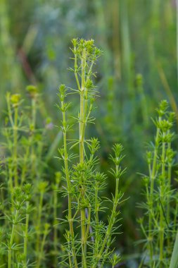 Haziranda güzel açan beyaz yatak örtüsü, Galyum albümü.
